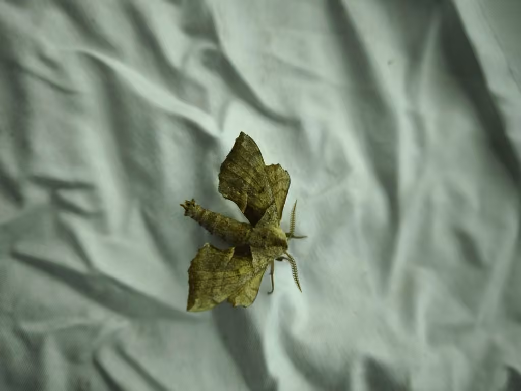 Walnut Sphinx, Male
