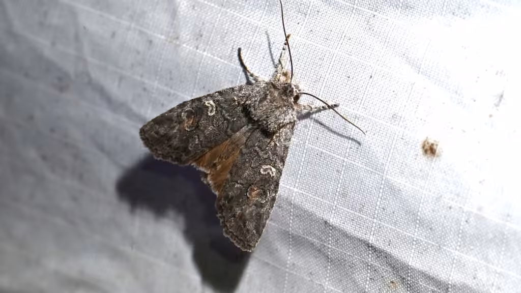 White-eyed Pinion, Adult