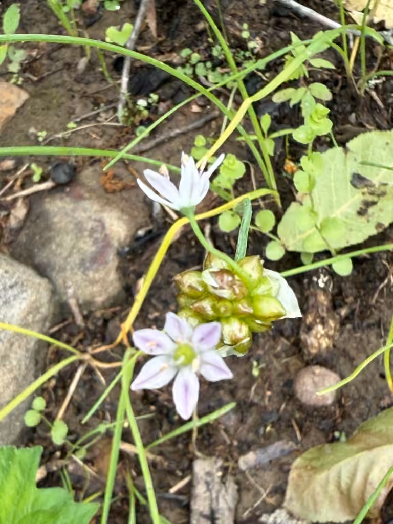 Ail du Canada, En fleurs