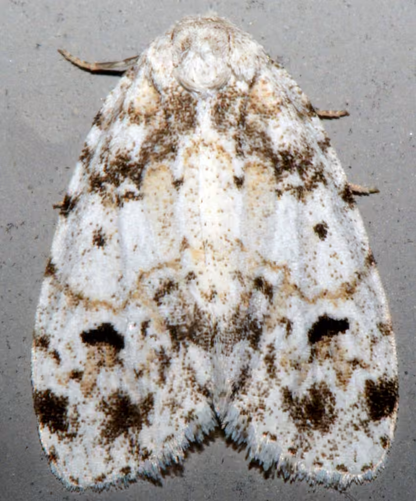Little White Lichen Moth, photo 3 of 5