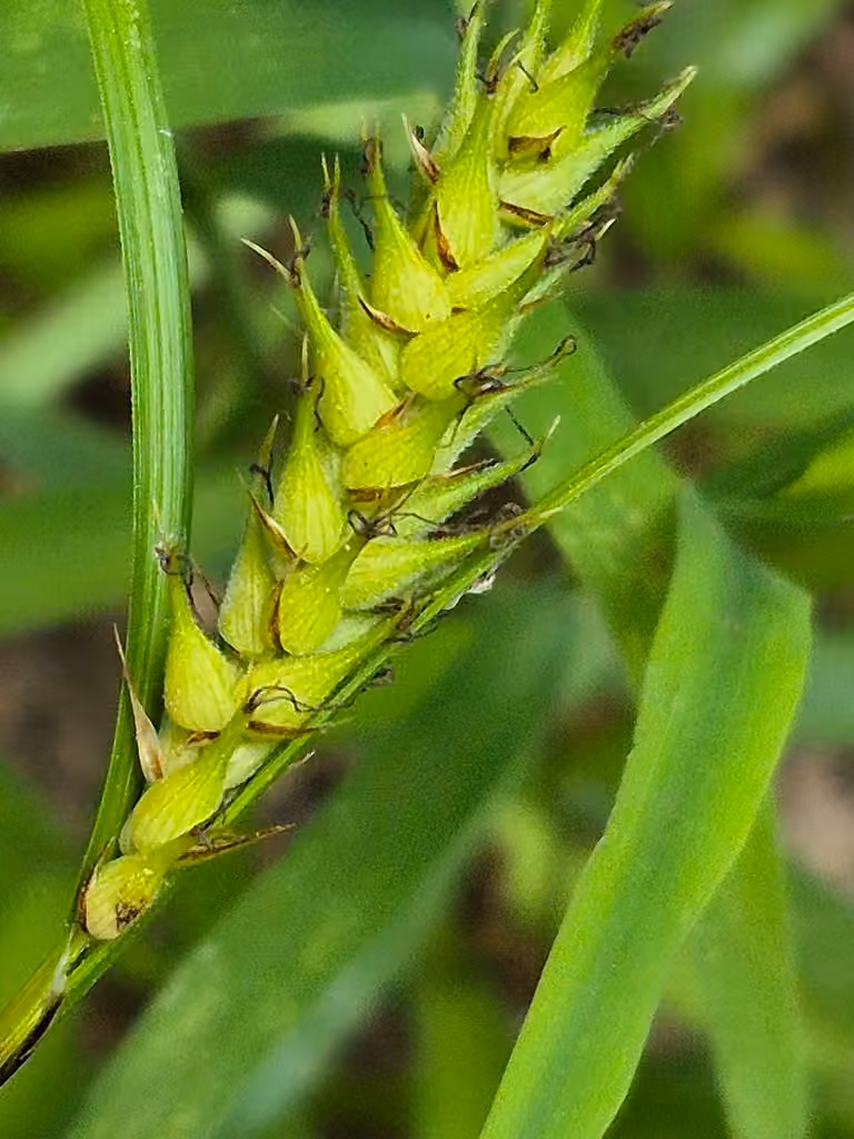 Carex à fruits velus, En fruits