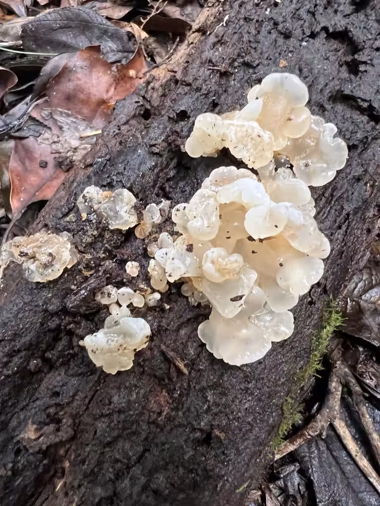 White Jelly Fungus, photo 2 of 5
