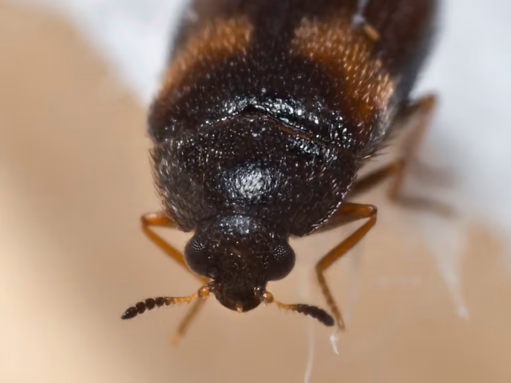 Undertaker Carpet Beetle, photo 2 of 5