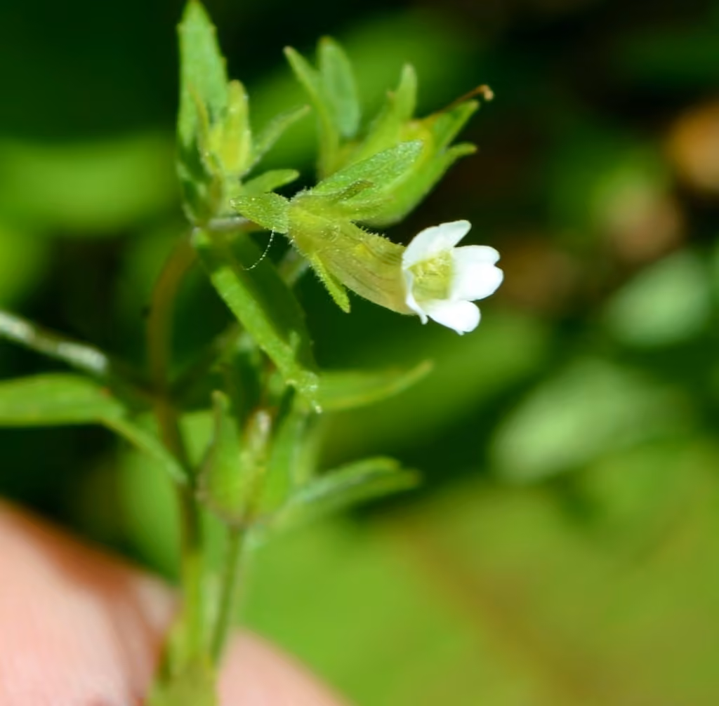 Gratiole négligée, En fleurs