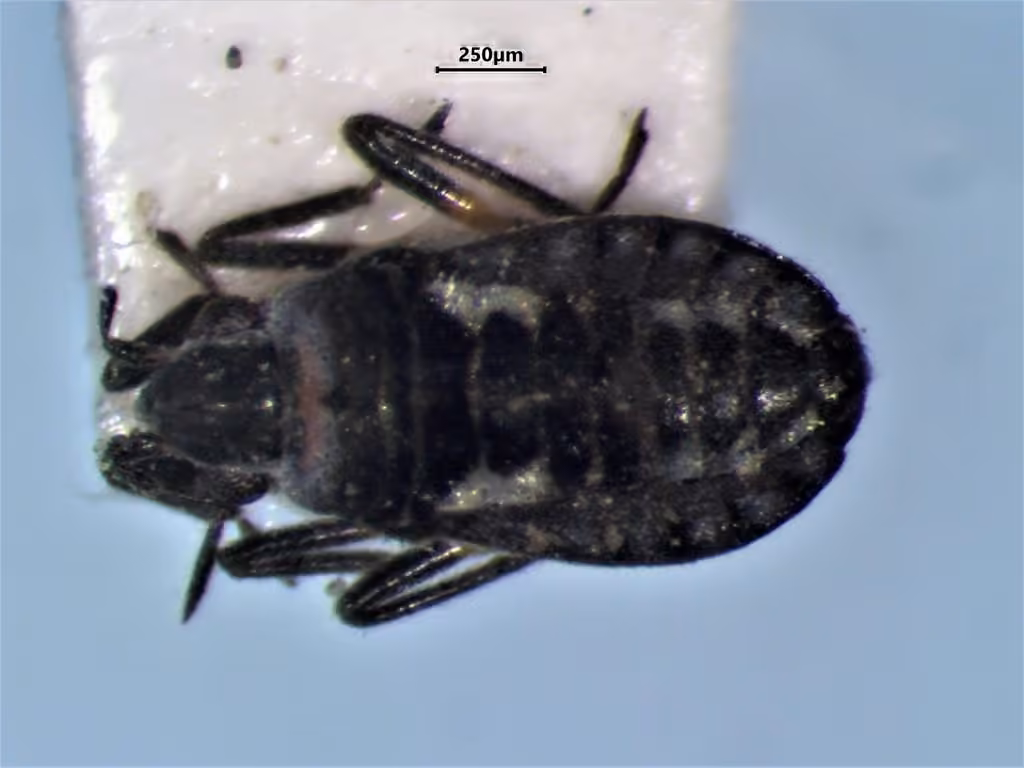 Microvelia buenoi, Female