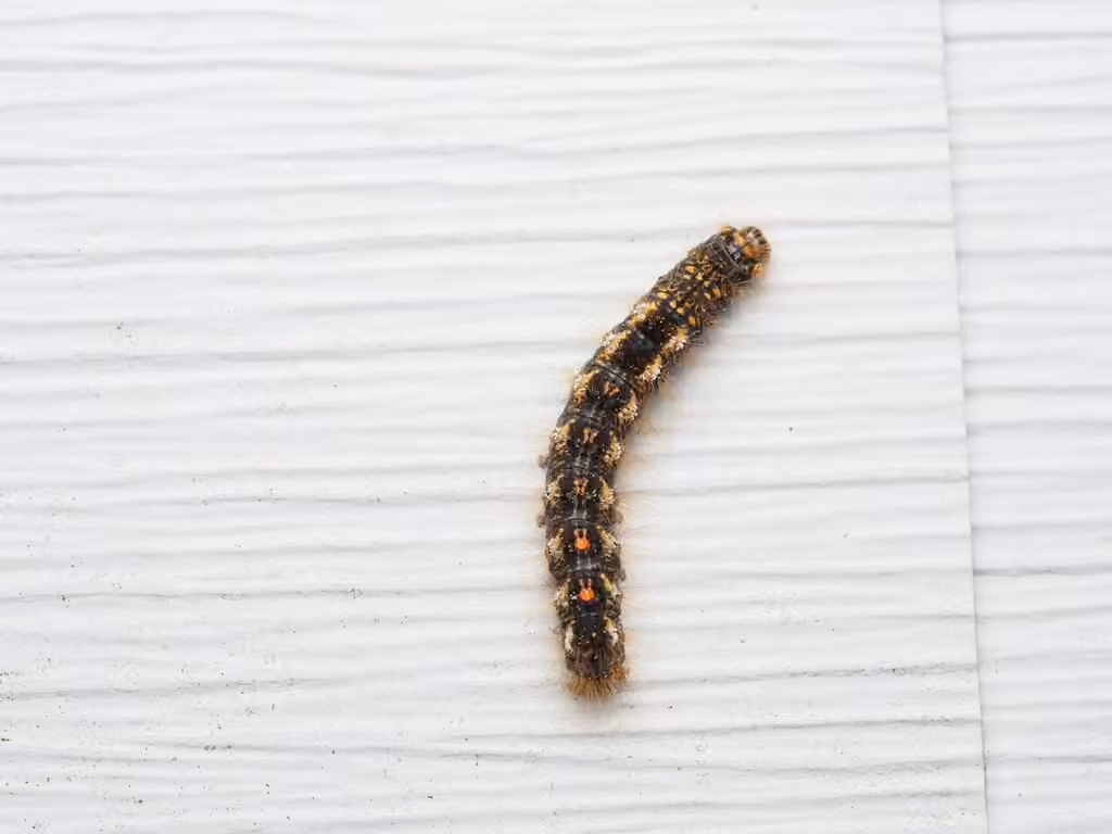 Cul-brun, Chenille