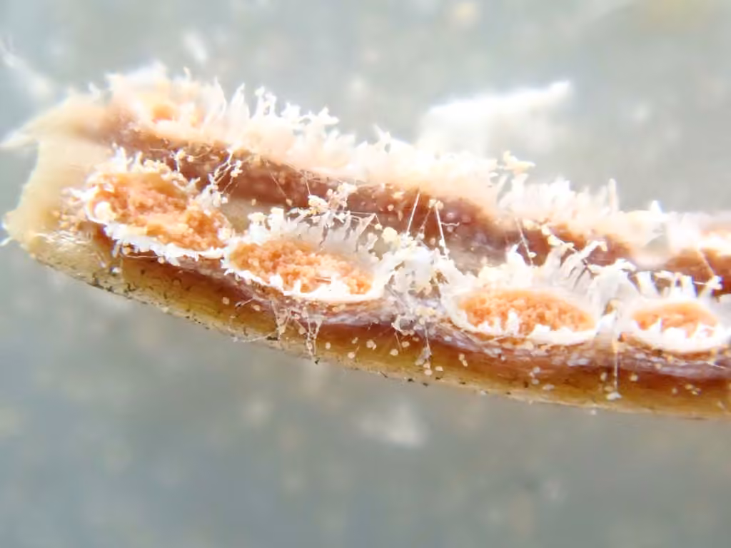 Spruce-Labrador tea needle rust, photo 3 of 5