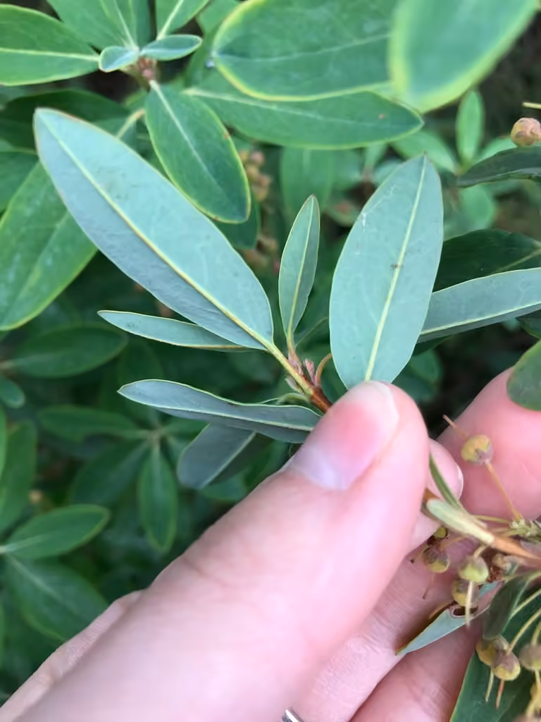 Kalmia à feuilles étroites, En fruits