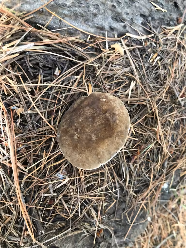 Polypore de Jahn, photo 3 sur 5
