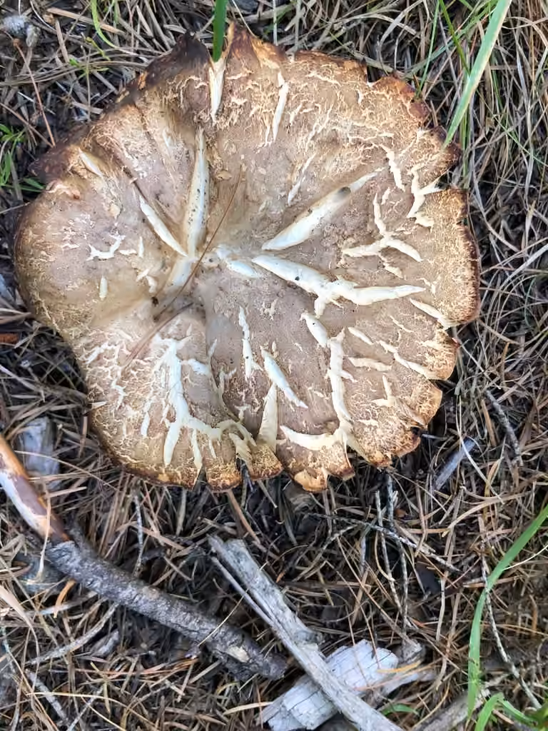 Polypore de Jahn, photo 2 sur 5