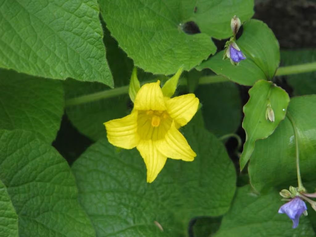 Thladianthe douteuse