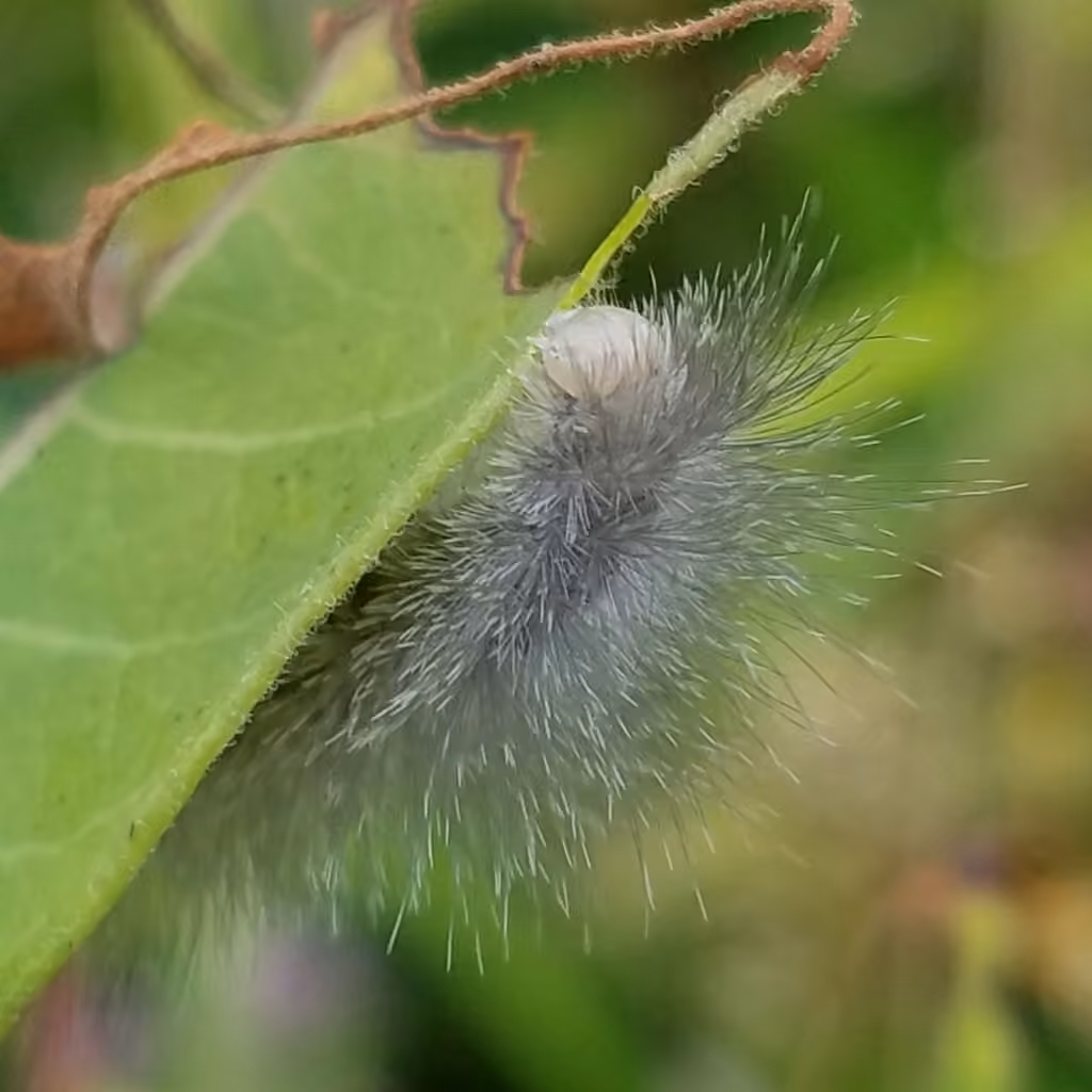 Delicate Cycnia Moth, Caterpillar