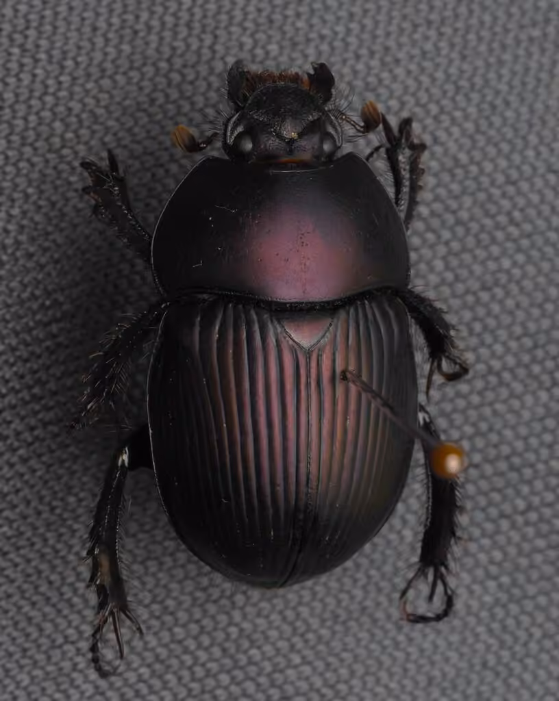 Semi-opaque Earth-boring Scarab Beetle, photo 3 of 5