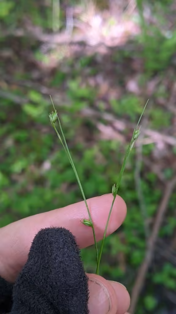 Carex trisperme, En fleurs