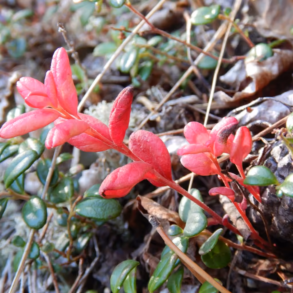 Exobasidium splendidum, photo 3 of 5