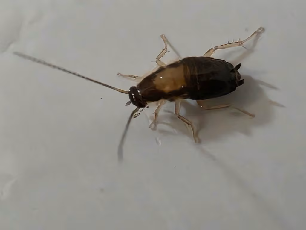 German Cockroach, Nymph