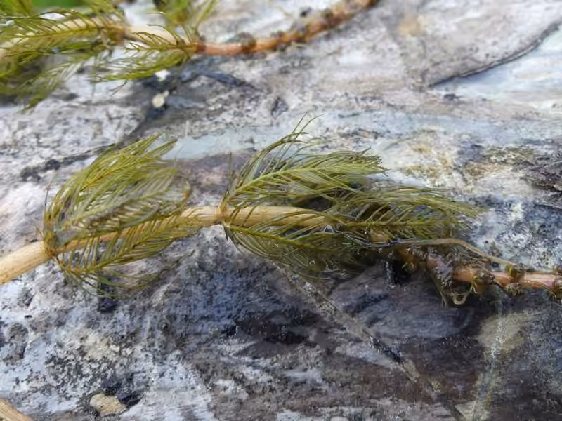 Myriophylle à épis, En fleurs