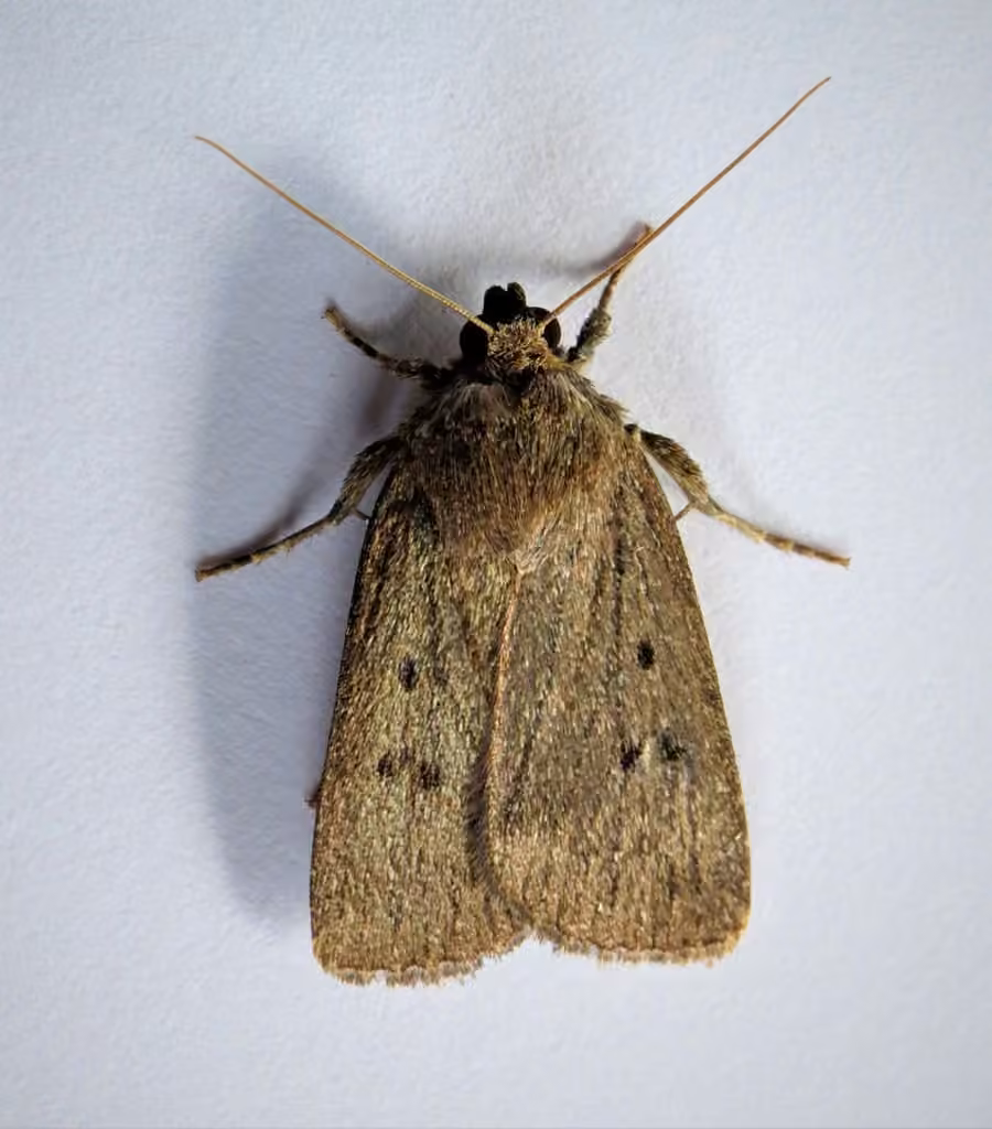 Mouse Moth, photo 3 of 5