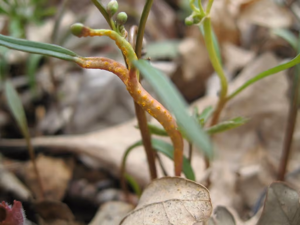 Spring beauty rust, photo 2 sur 5
