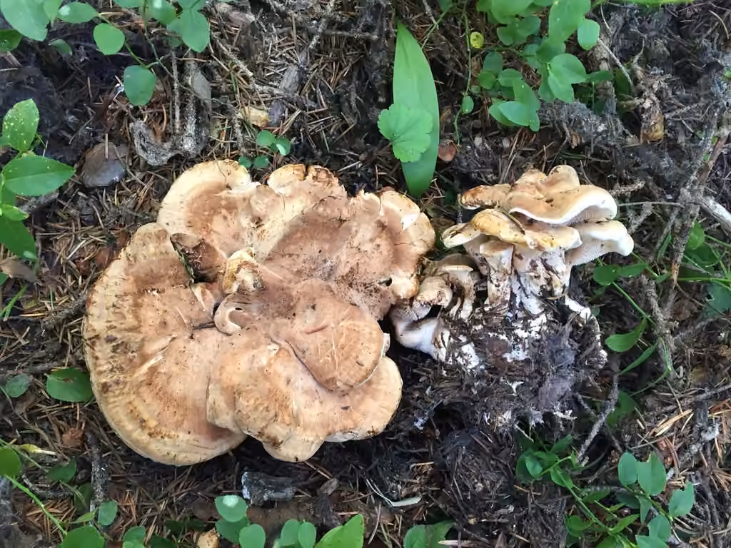 Stereo Tooth, photo 3 of 5