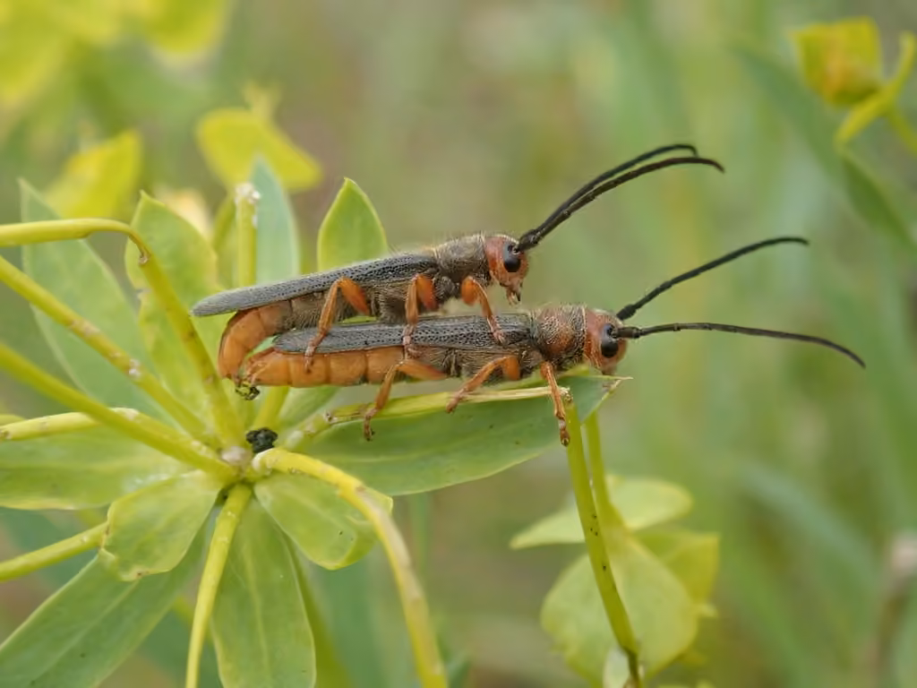 Leafy Spurge Stem Boring Beetle, photo 3 of 5