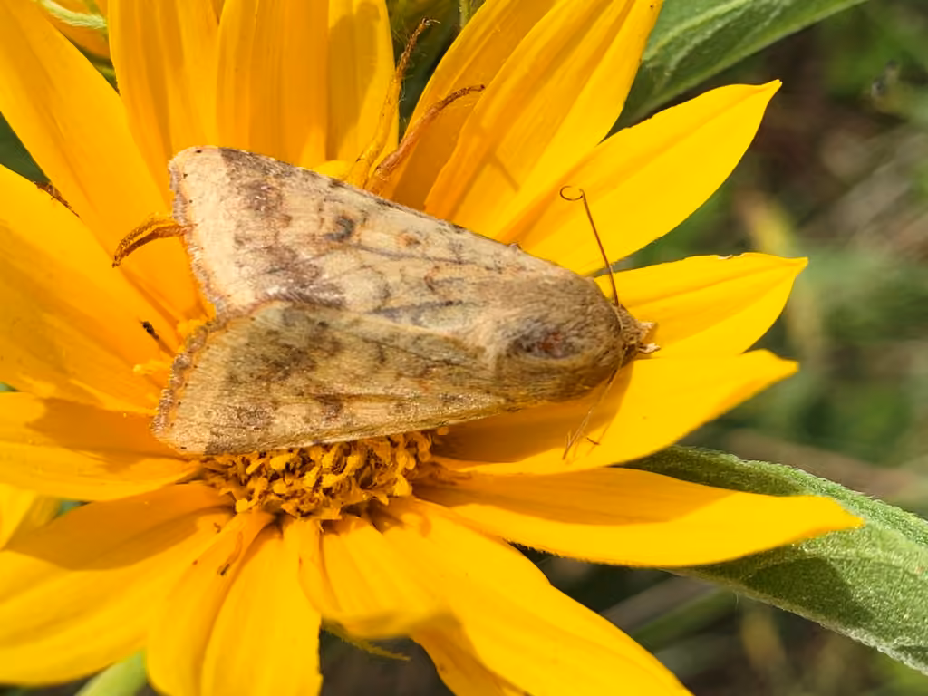 Corn Earworm Moth, photo 3 of 5