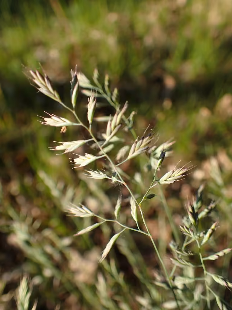Hard fescue, photo 1 of 5