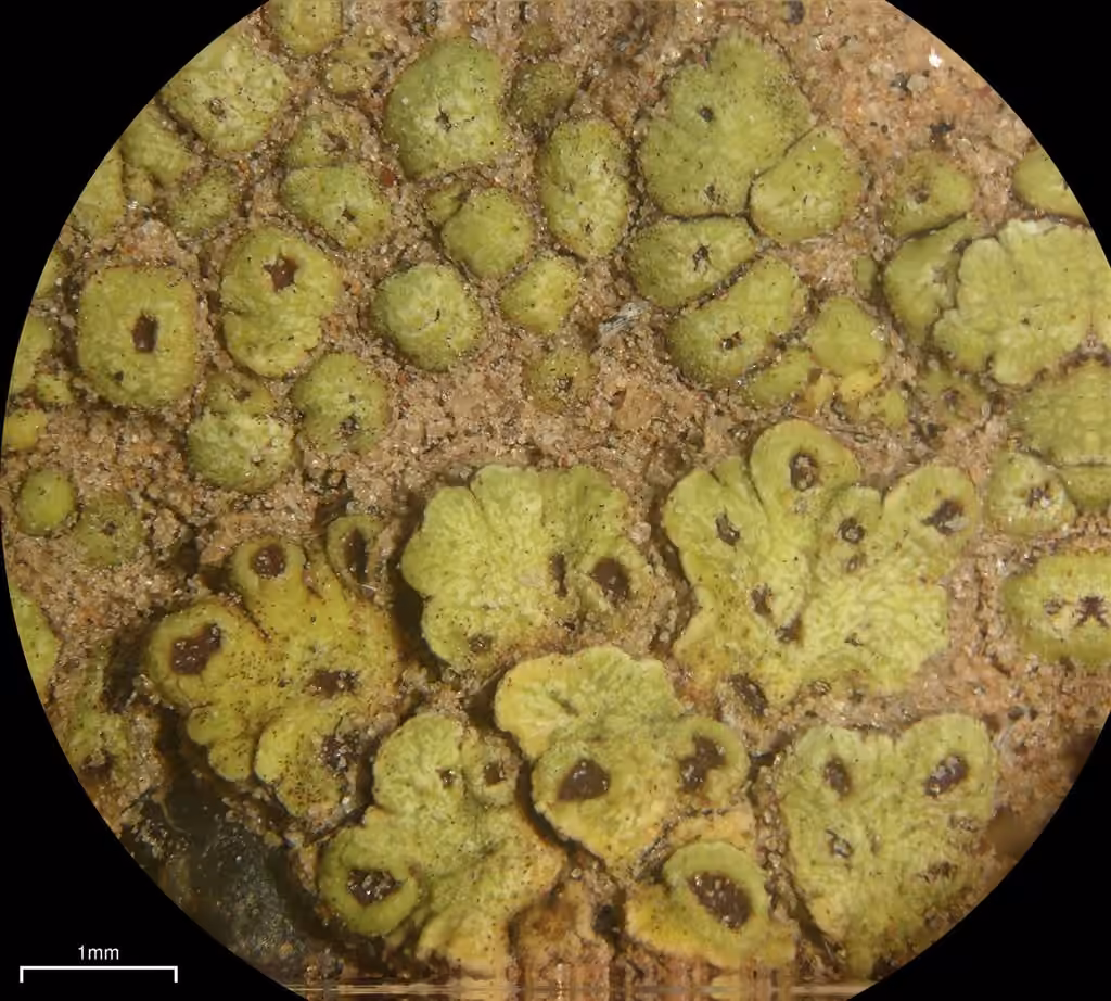 Acarospore de Schleicher