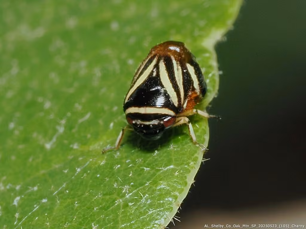 Heath Spittlebug, Adult