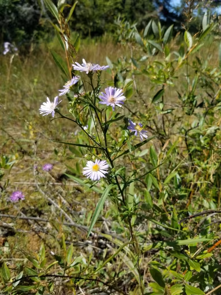 Aster de Robyns, En fleurs