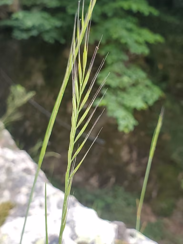 Foxtail fescue, photo 3 of 5