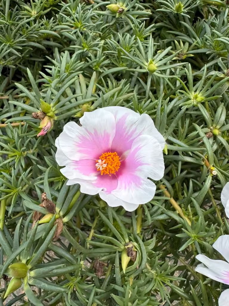 Pourpier à grandes fleurs, En boutons