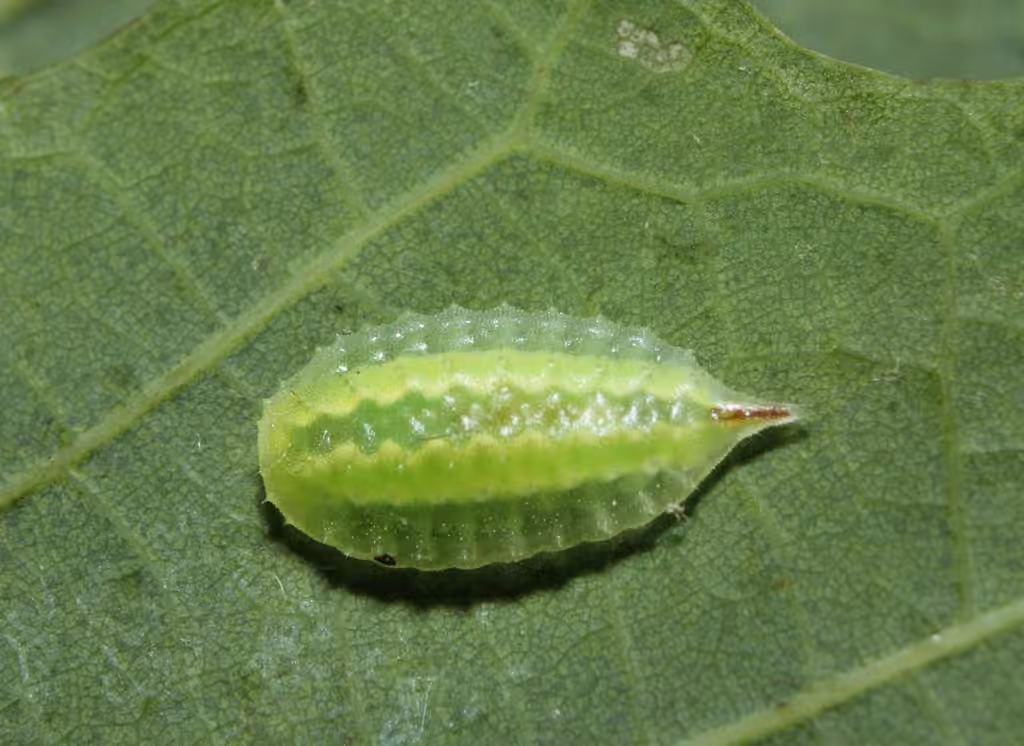 Elegant Tailed Slug Moth, Chenille