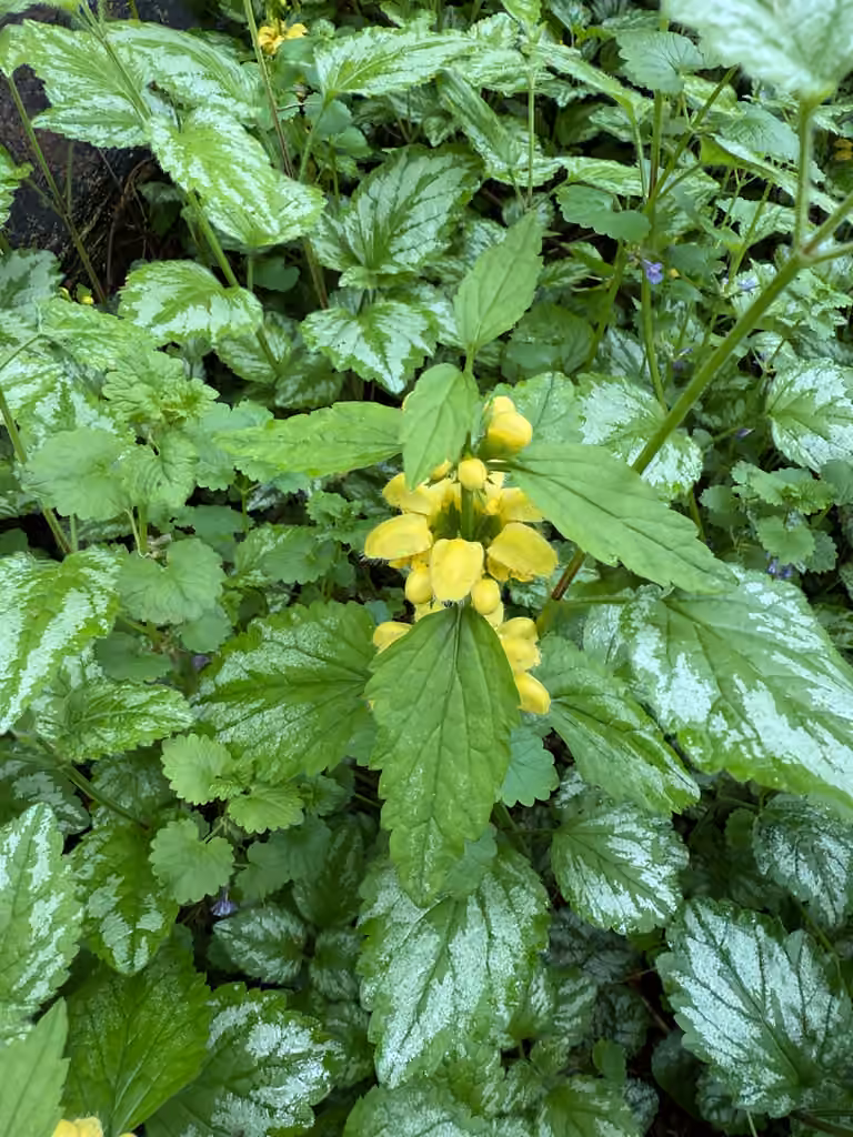Lamier jaune, En fruits