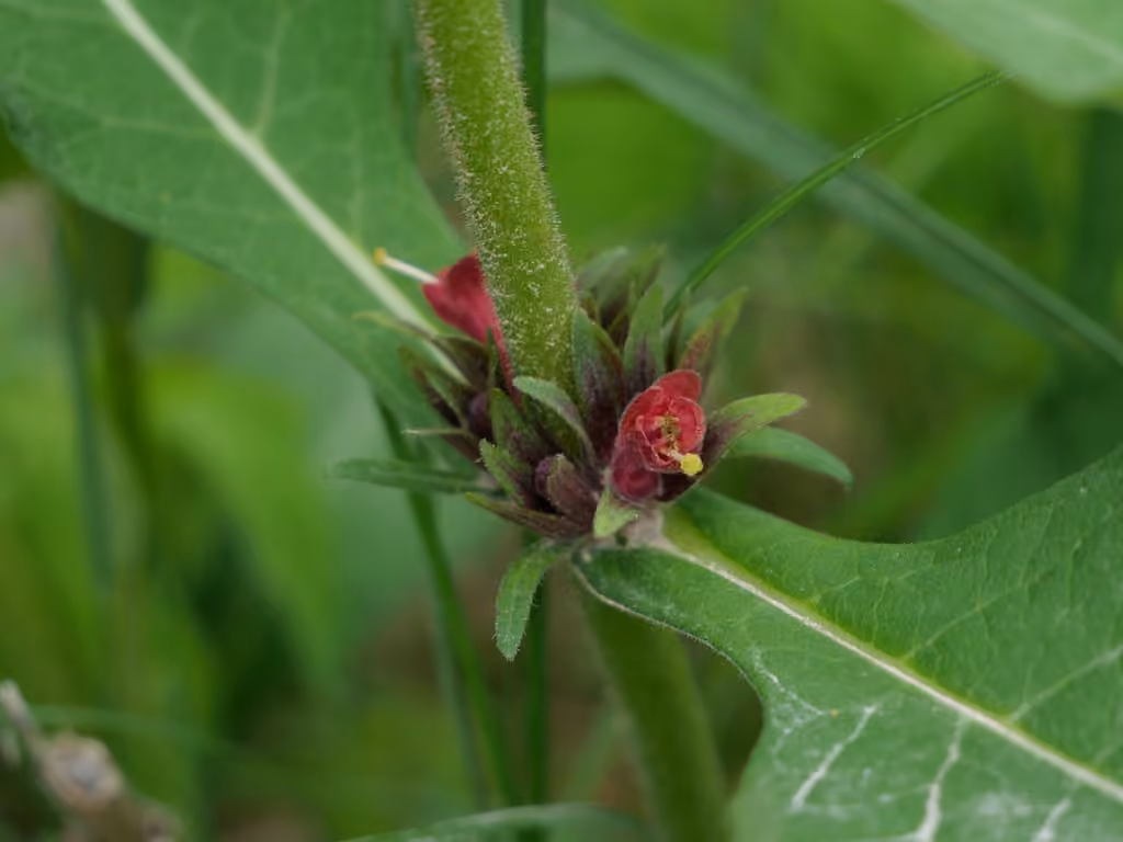 Orangefruit horse-gentian, In flower