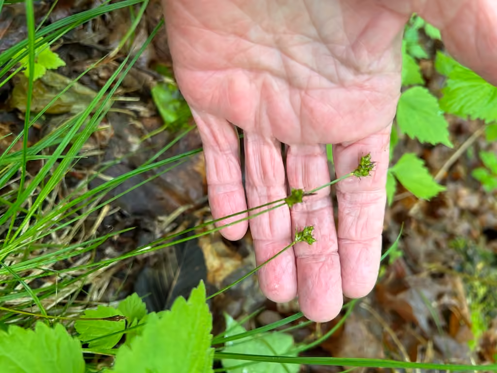 Carex de Peck, En fleurs
