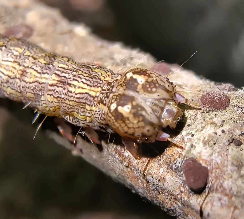 Hazel Zale Moth, Chenille