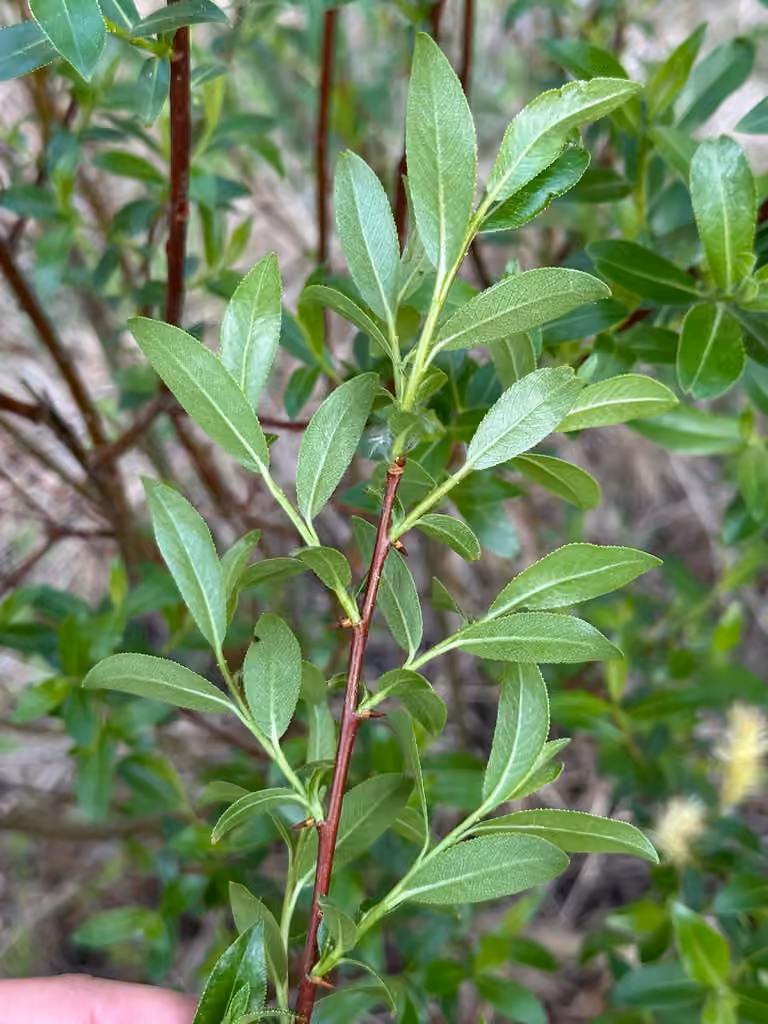 Saule de McCalla, En fleurs