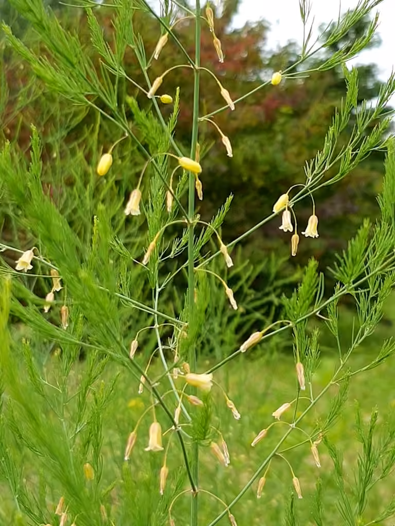 Asperge, En fleurs