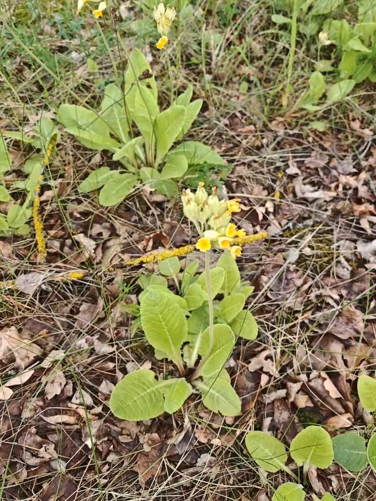 Primevère officinale, En fruits