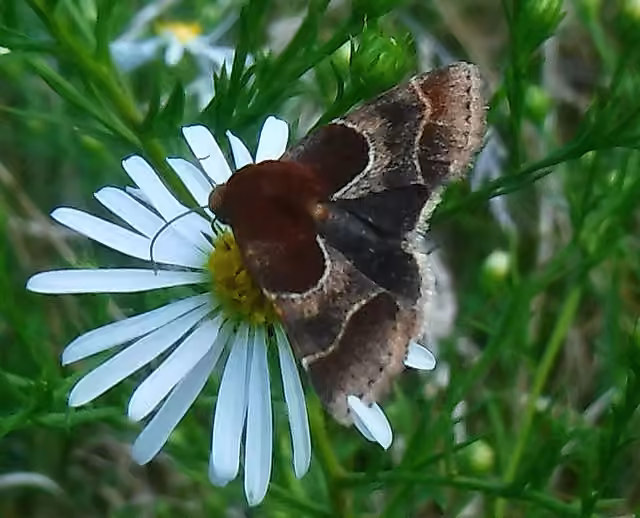 Arcigera Flower Moth, photo 3 sur 5