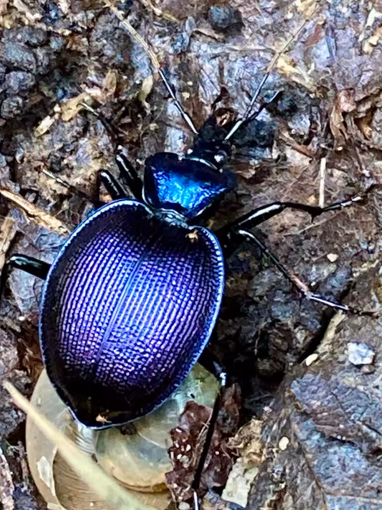 Bereft Snail-eating Beetle, photo 1 of 5