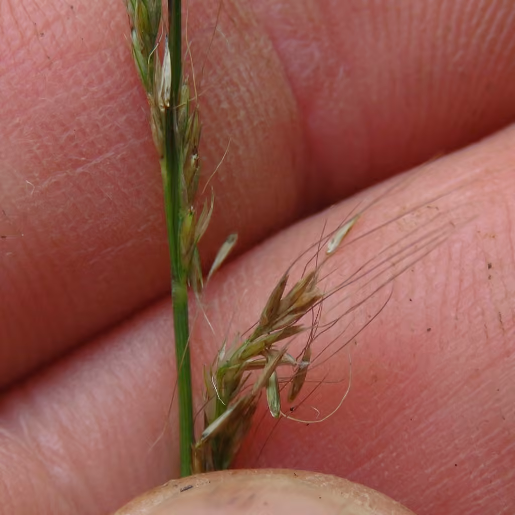 Slender muhly, In flower