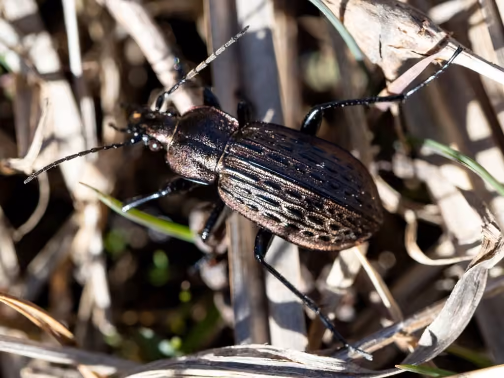 Meander Ground Beetle, Adult