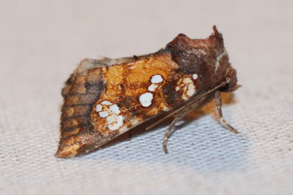 Turtlehead Borer Moth, Adult