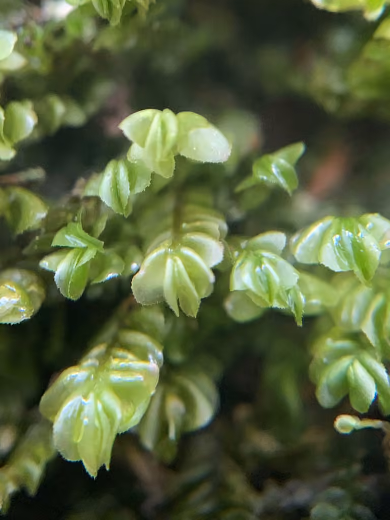 Lesser featherwort, photo 3 of 5