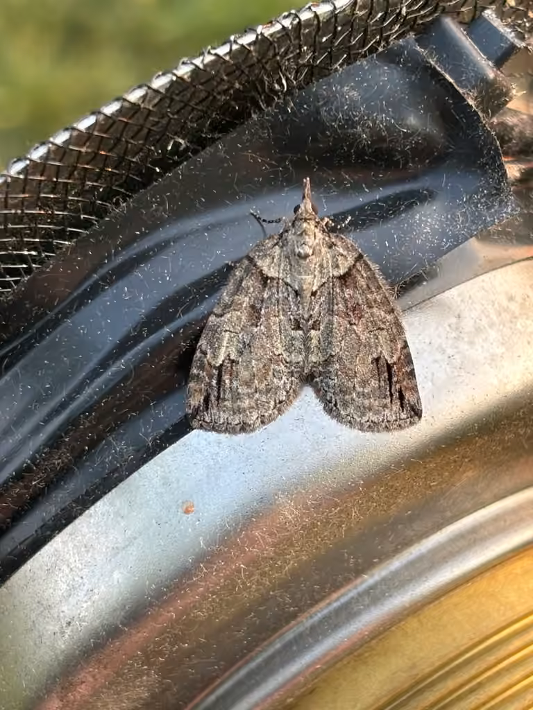Ruddy Highflyer Moth, photo 3 of 5