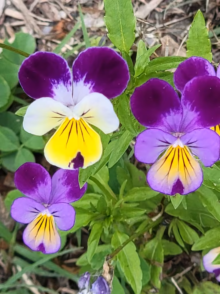Violette tricolore, En fleurs