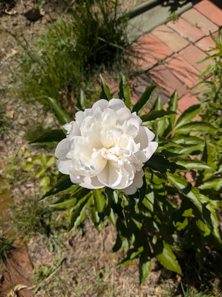 Pivoine de Chine, En boutons