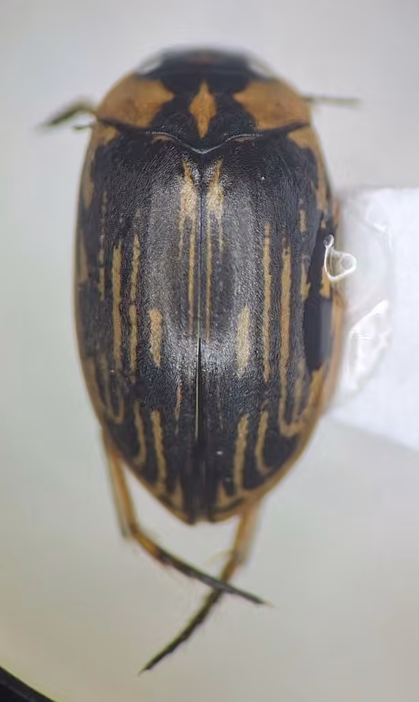 Grey-striated Predaceous Diving Beetle, Adult